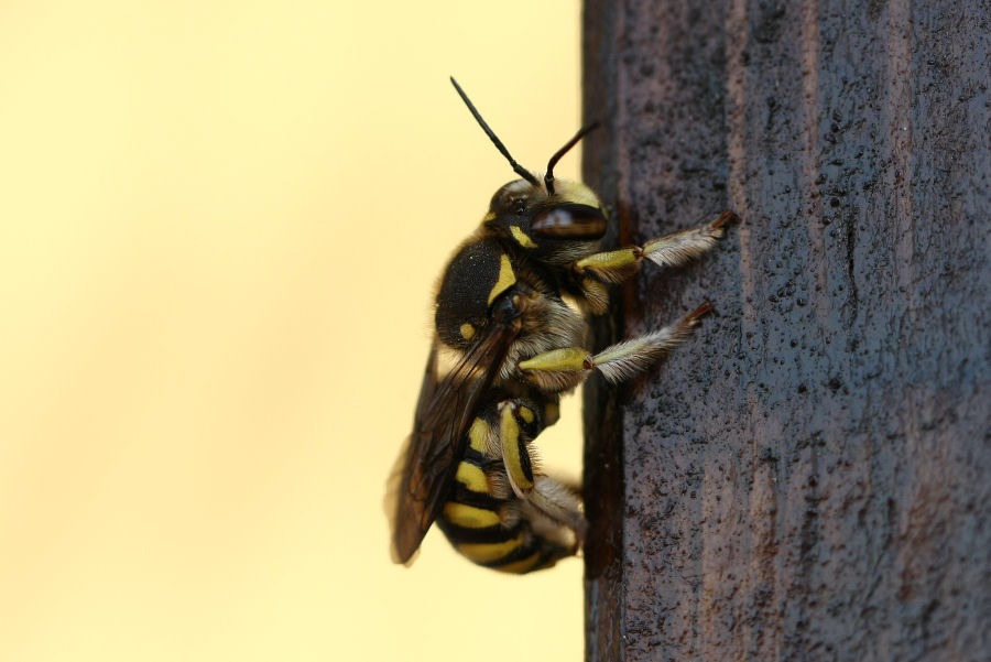 Anthidium cfr. florentinum (Apidae Megachilinae)