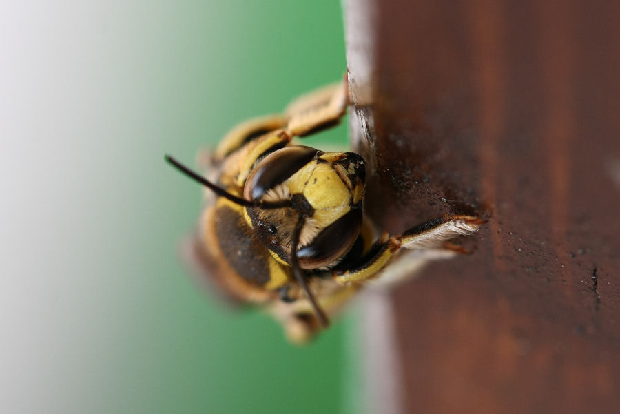 Anthidium cfr. florentinum (Apidae Megachilinae)