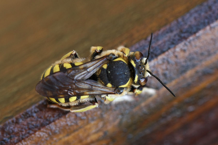 Anthidium cfr. florentinum (Apidae Megachilinae)