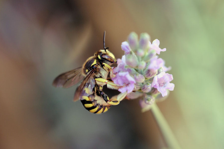 Anthidium cfr. florentinum (Apidae Megachilinae)