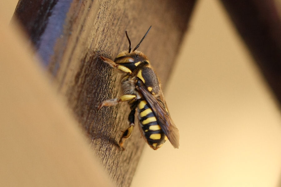 Anthidium cfr. florentinum (Apidae Megachilinae)