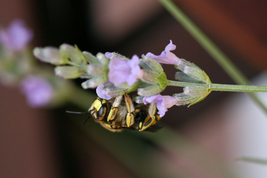 Anthidium cfr. florentinum (Apidae Megachilinae)