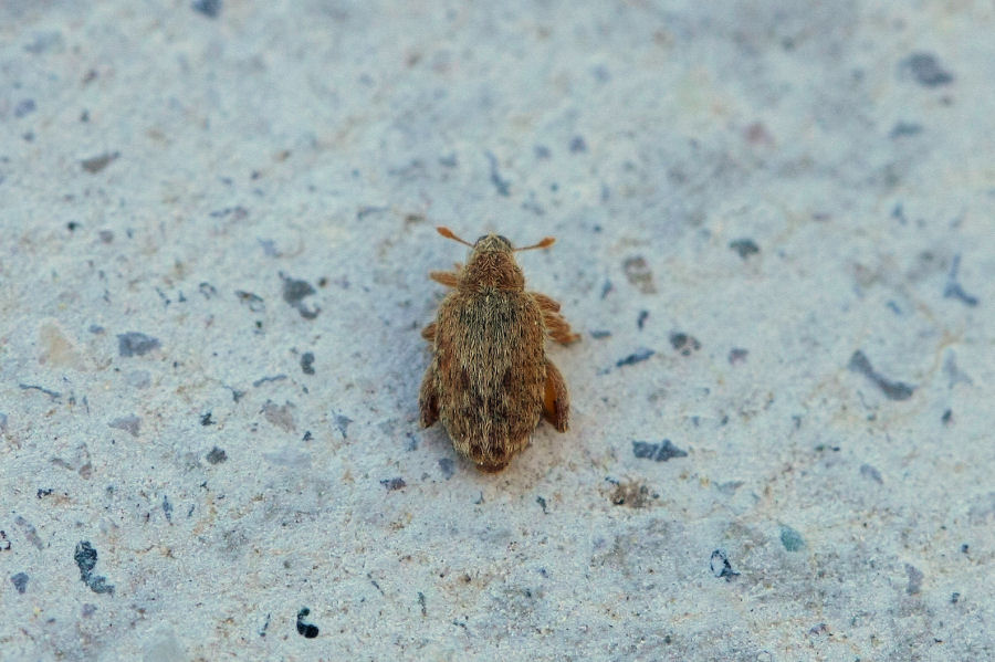Piccolo Curculionidae: Orchestes?