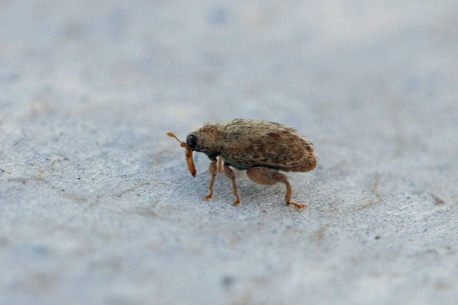 Piccolo Curculionidae: Orchestes?