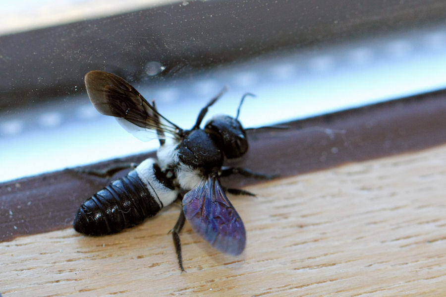 Megachile disjunctiformis (Apidae Megachlinae)