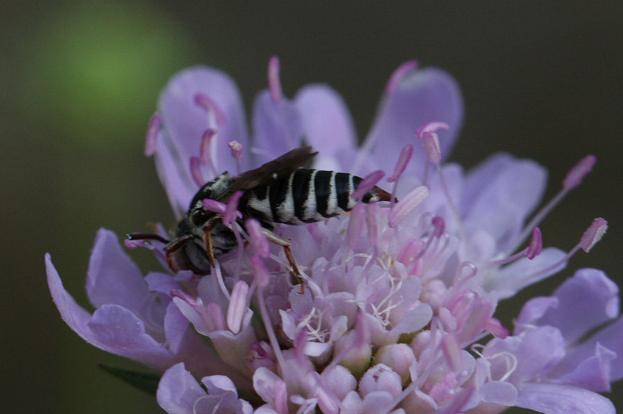 femmina e maschio di Coelioxys sp.