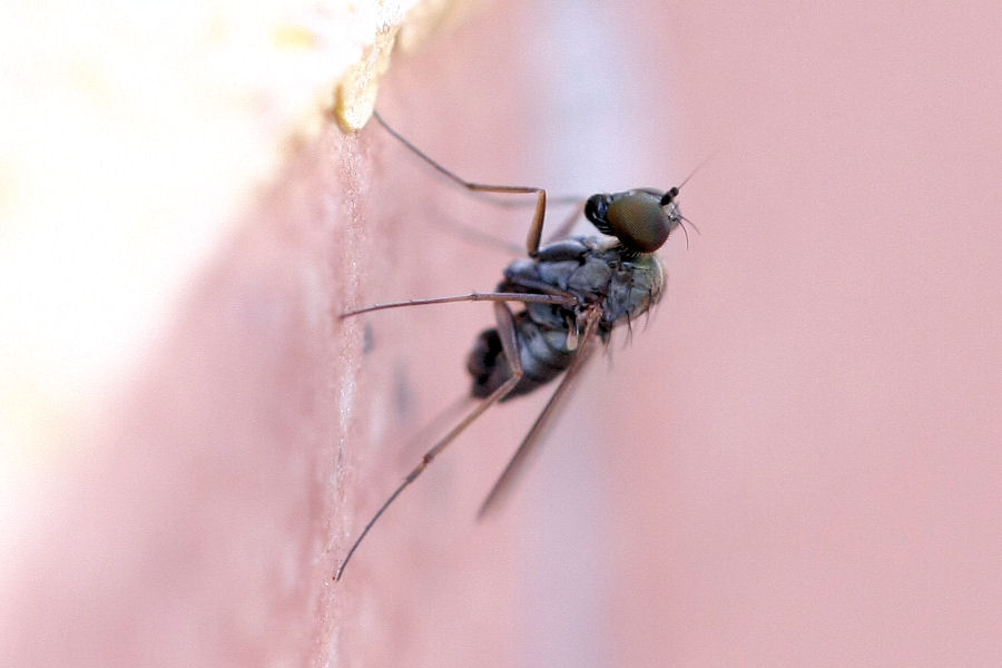 Moschina da identificare