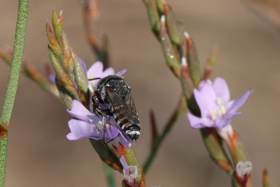 femmina e maschio di Coelioxys sp.