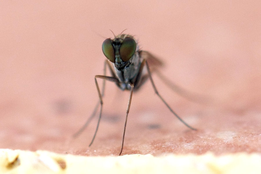 Moschina da identificare