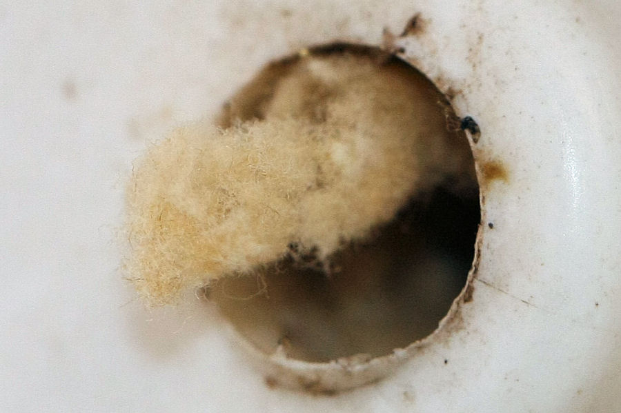 Anthidium cfr. florentinum (Apidae Megachilinae)