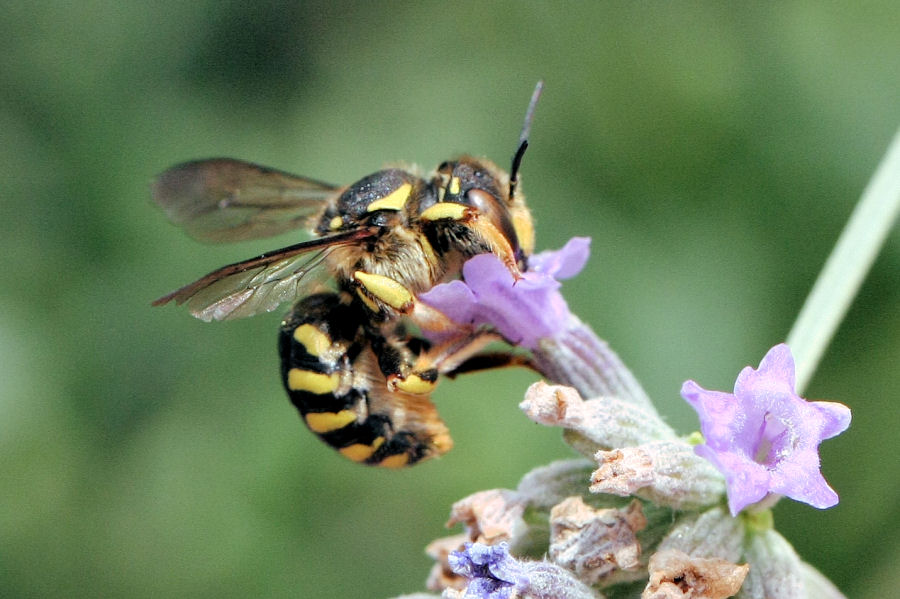 Anthidium cfr. florentinum (Apidae Megachilinae)