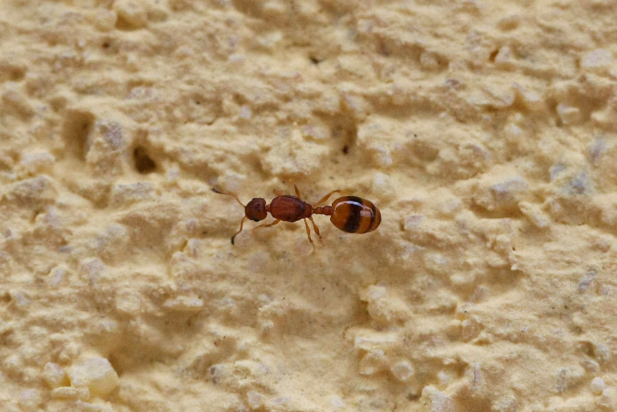 Formica Temnothorax