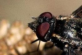 Exoprosopa cf. jacchus (Bombyliidae).