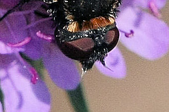 Exoprosopa cf. jacchus (Bombyliidae).
