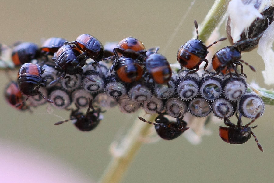 Ninfe di Pentatomidae?