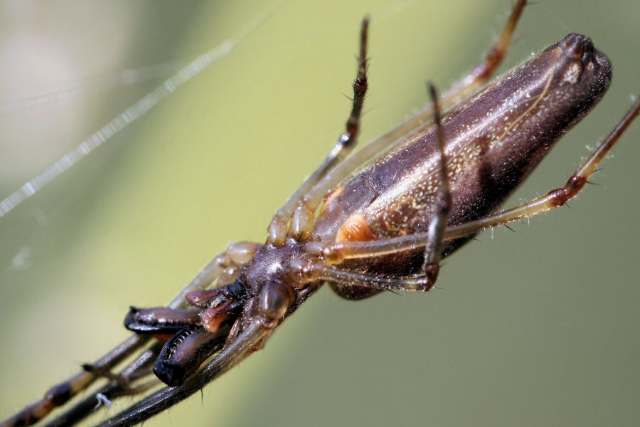 Tetragnatha sp.