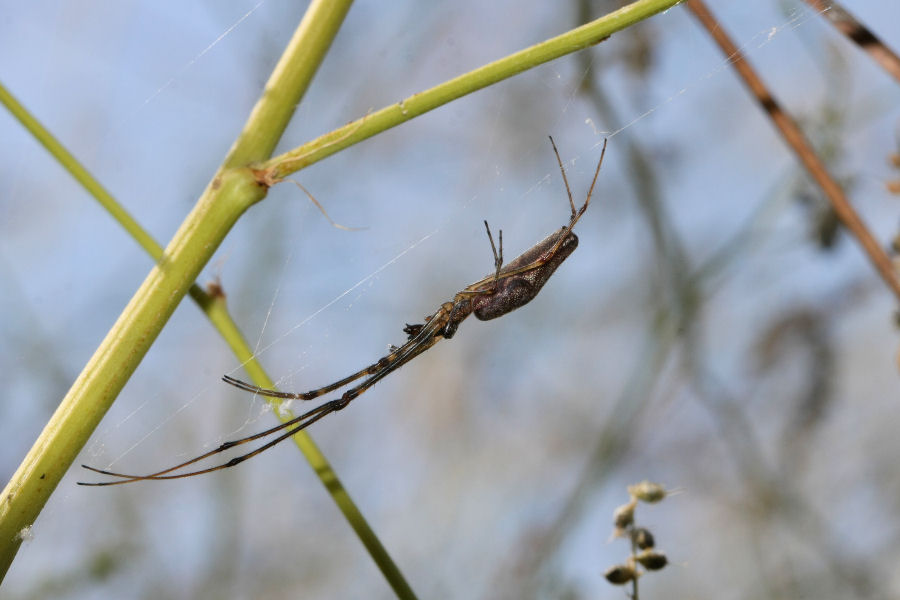 Tetragnatha sp.