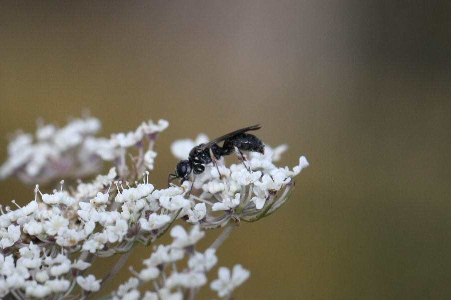 Crabronidae o Sphecidae?