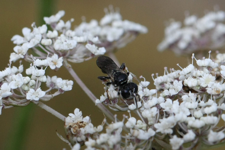 Crabronidae o Sphecidae?