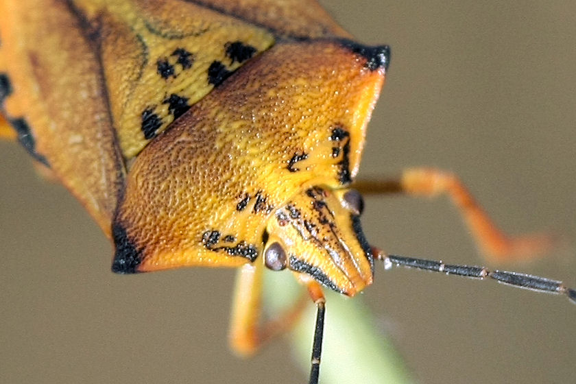 Pentatomidae: Carpocoris mediterraneus della Romagna (RA)