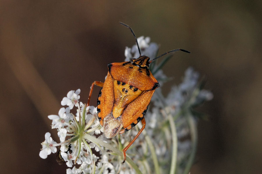 Pentatomidae: Carpocoris mediterraneus della Romagna (RA)