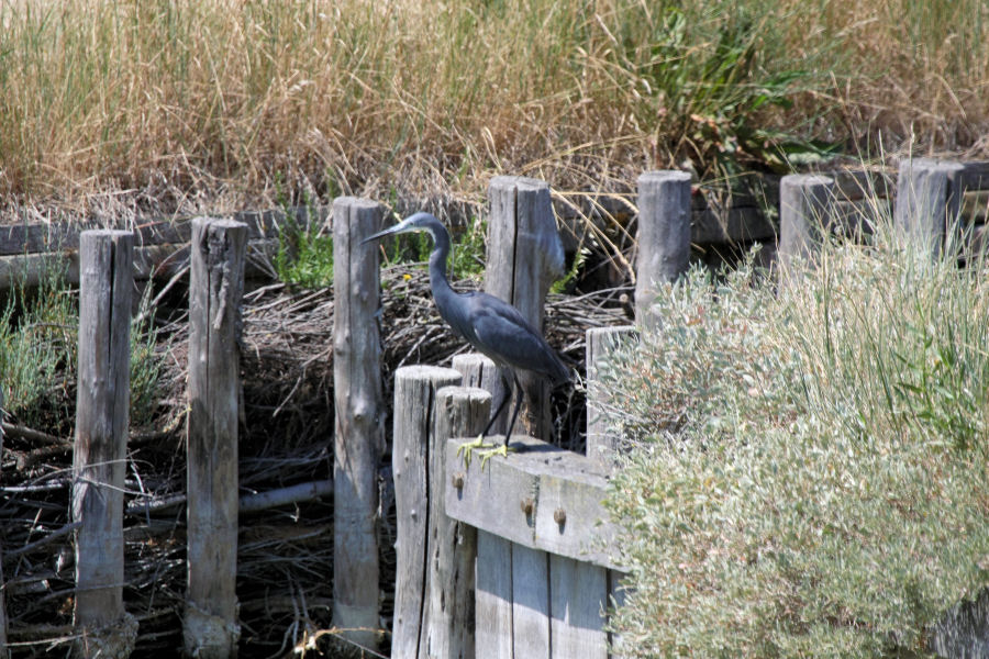 Egretta gularis ?