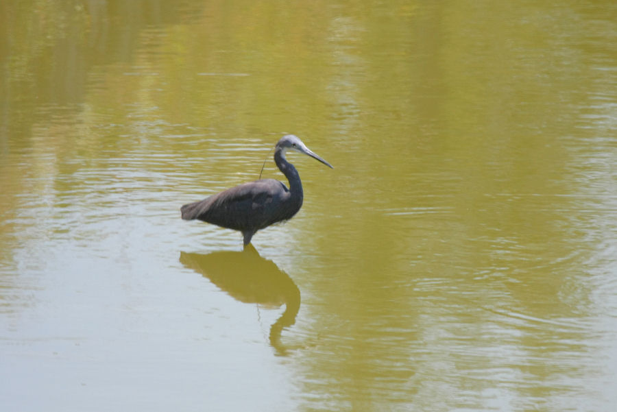 Egretta gularis ?