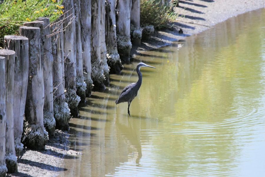 Egretta gularis ?