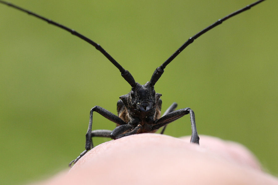 Monochamus sartor e sutor svizzeri