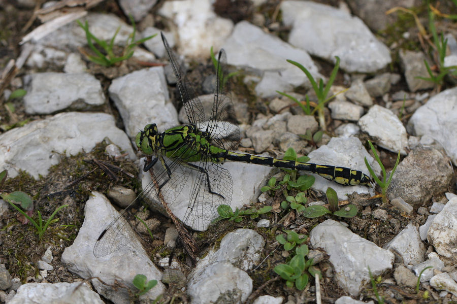 Gomphidae svizzero - Ophiogomphus cecilia