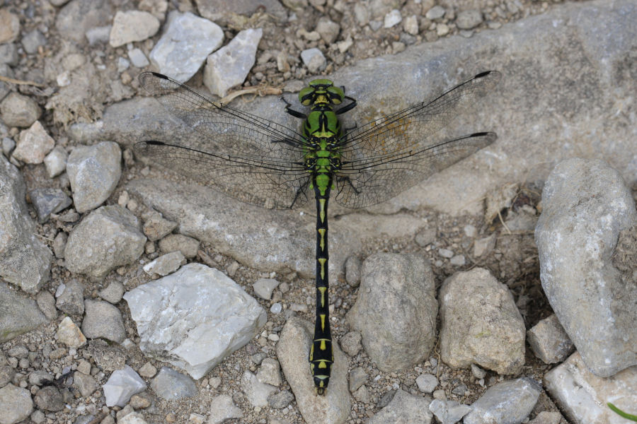 Gomphidae svizzero - Ophiogomphus cecilia