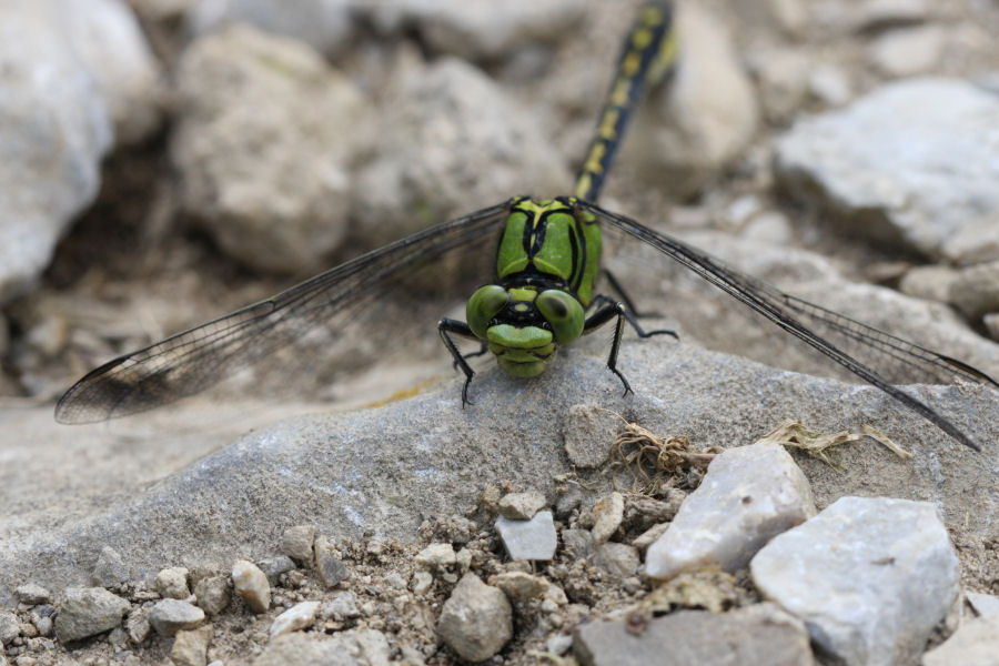 Gomphidae svizzero - Ophiogomphus cecilia