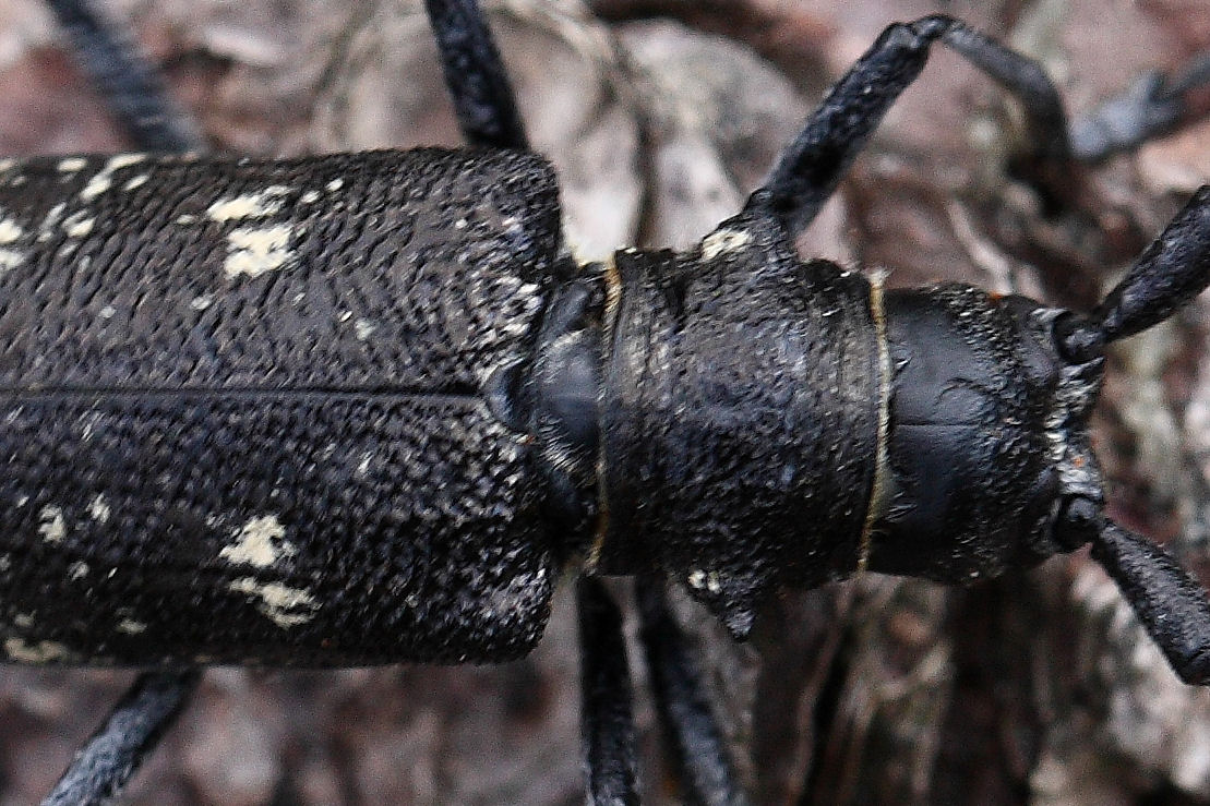 Monochamus sartor e sutor svizzeri