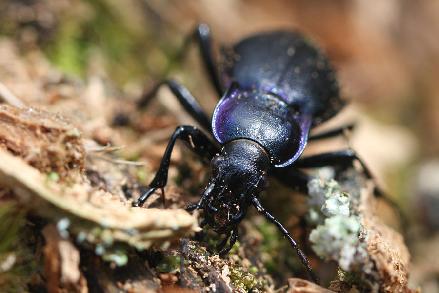 Carabus violaceus