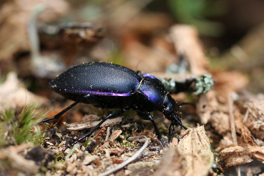 Carabus violaceus