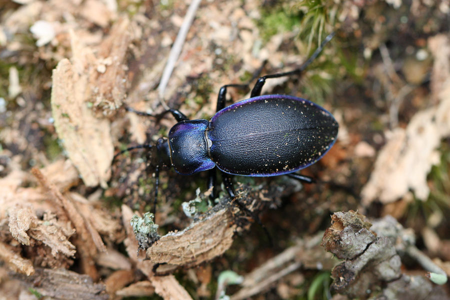 Carabus violaceus