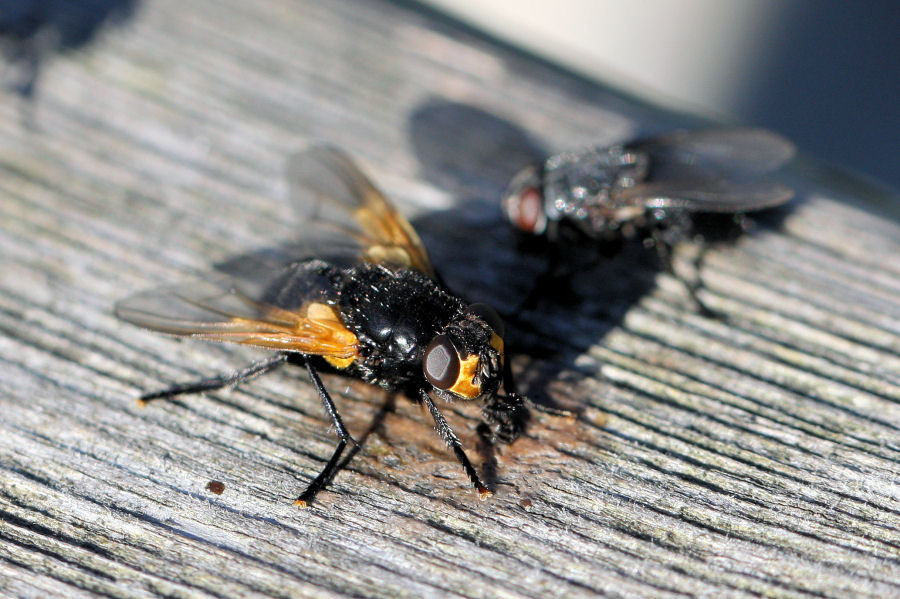 Calliphora o..