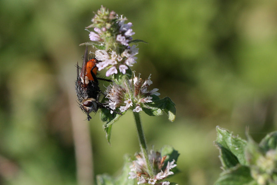 Peleteria  sp. (Tachinidae)