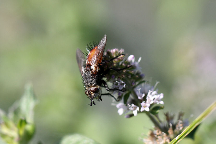 Peleteria  sp. (Tachinidae)