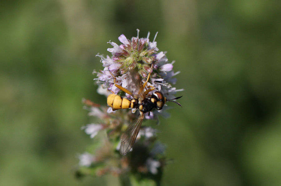 Conops silaceus e Physocephala lacera (Conopidae)