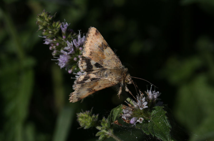 Aiuto id. Noctuidae