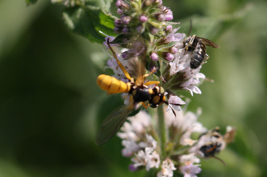 Conops silaceus e Physocephala lacera (Conopidae)