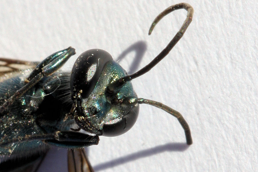 Chalybion cf bengalense, Sphecidae