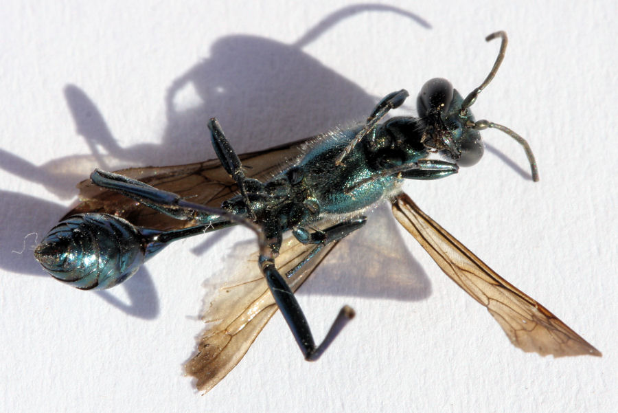 Chalybion cf bengalense, Sphecidae