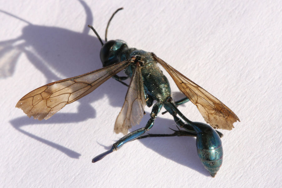 Chalybion cf bengalense, Sphecidae