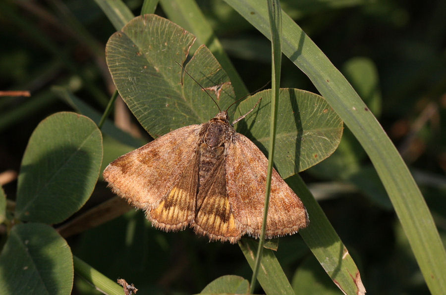 Aiuto id. Noctuidae