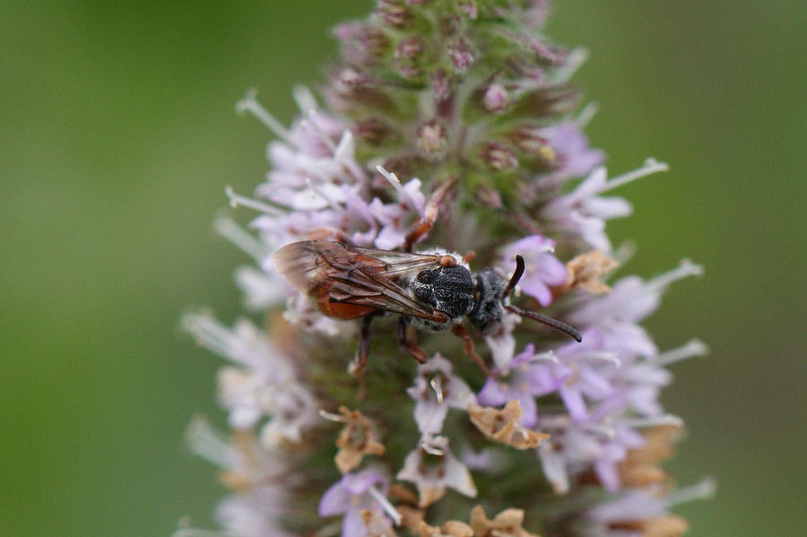 Pasites maculatus (Apidae)