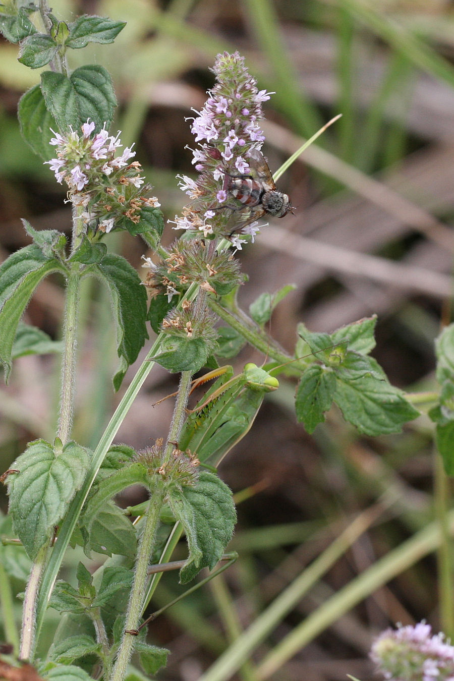 Tachinidae : Peleteria cf. varia.