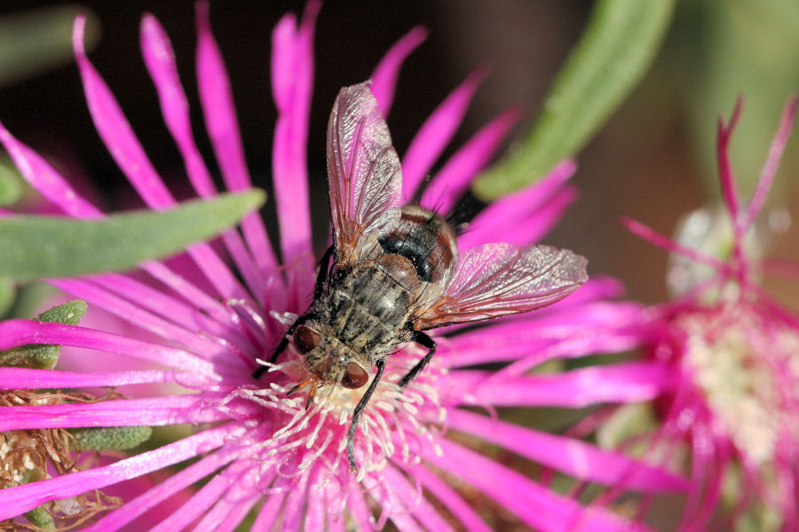 Tachinidae : Peleteria cf. varia.
