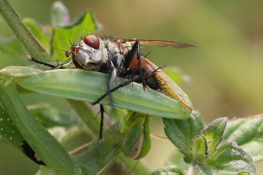 Tachinidae : Peleteria cf. varia.